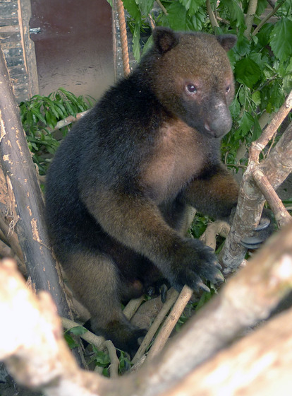 A dark brown tenkile has its front legs resting on a branch, while it sits in a low tree surrounded by green leaves.