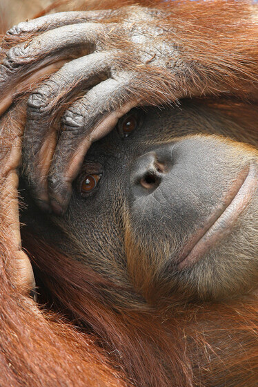 A close-up photograph of an orangutan's face, its hands resting on its forehead.