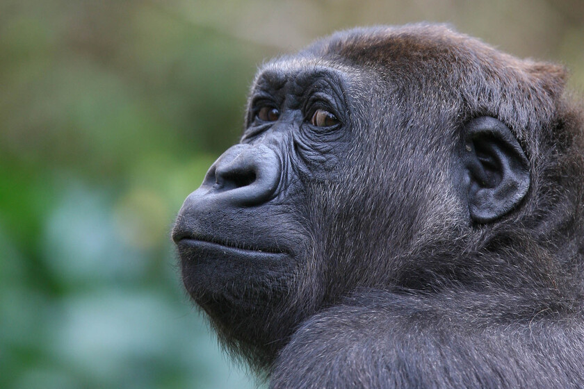 A close up of a gorilla face, staring into the distance rather than directly at the camera.
