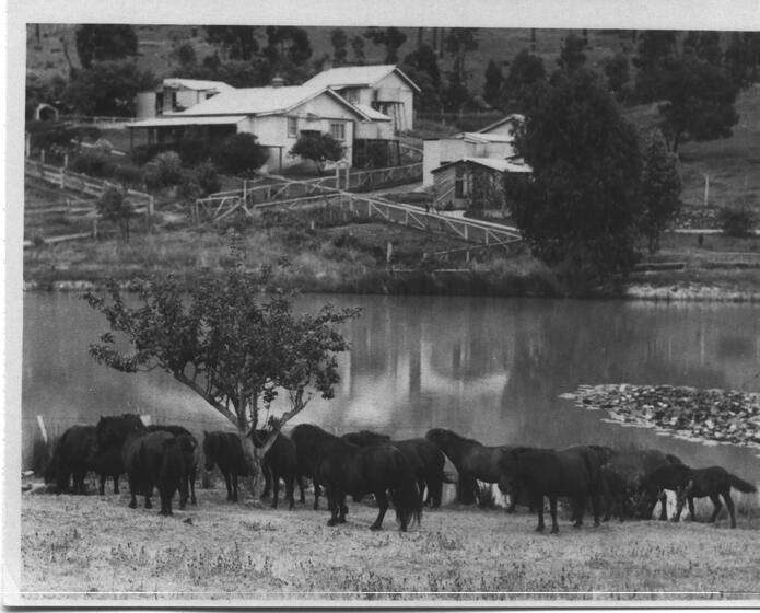 Black and white photograph of a group of brown and bay ponies standing in front of a large pond or dam. On the further side of the dam is a large white house perched on a hill. There are trees scattered around the house and grounds.
