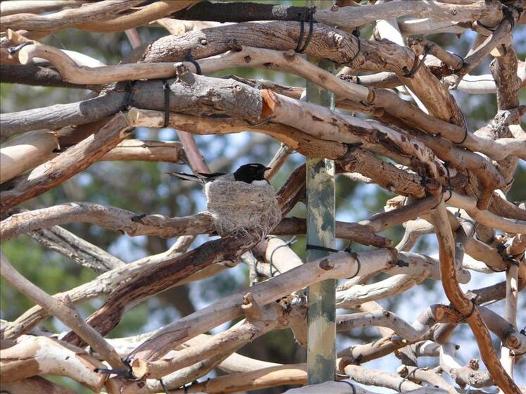 Different size sticks, smooth and white, are tied together to create almost a nest type shape. In the middle is a small felt bird attached to one of the sticks.