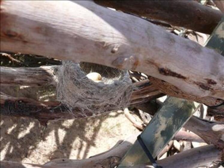 Different size sticks, smooth and white, are tied together to create almost a nest type shape. In the middle is an actual birds nest, compact and tight, with birds eggs in the centre.