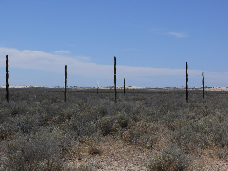 Wooden pole like sculptures positioned in a large dry land area, with a blue and cloudy sky horizon.