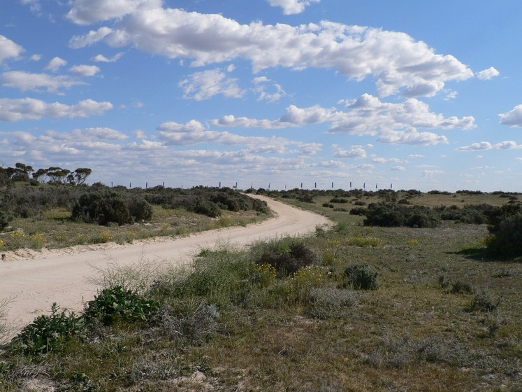 A grassy, flat and scrubby landscape with a dirt road running through the centre. In the distance are blue flags on tall poles waving in the distance.