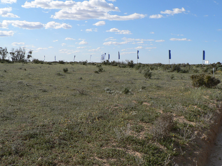 Grassy landscape with scrubby bushes dotted across the surface. In the centre are blue flags attached to tall poles - they're positioned at different heights and are flapping in the wind.