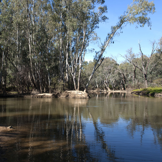 River cast in shadow with tall gum trees in the background lining the ricer bank and blue skies behind.
