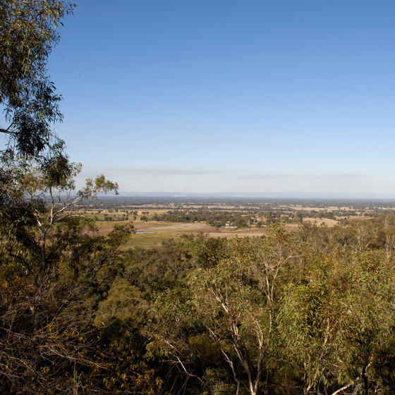 Gum trees with view through to grass and tree landscape reaching to the horizon with blue skies above.