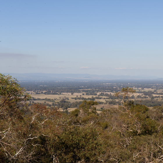 Gum trees with view through to grass and tree landscape reaching to the horizon with blue skies above.
