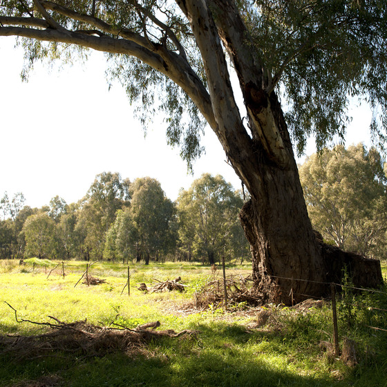 Large gum tree to left behind a wire fence crossing a sunlit grass field. Bush land and gum trees are in the distance.