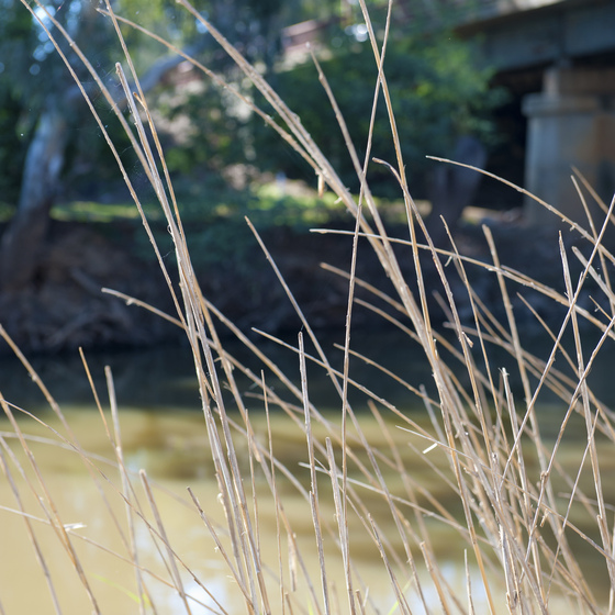 Dry sunlit grass reeds in front of an out of focus river, cross riverbank, trees and concrete bridge.