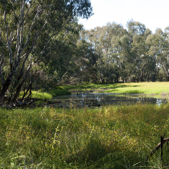 Grassed field with yellow flowers with a river flowing through it. Gum trees in the background behind the river.