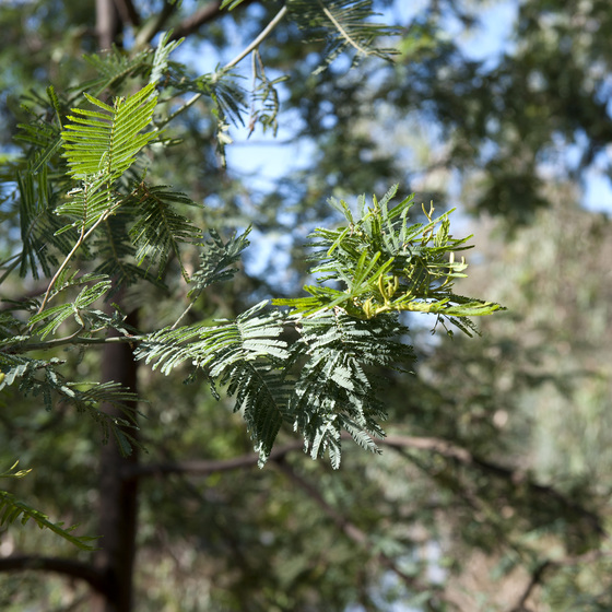 Close up view of Black Wattle acacia tree leaves, showing thin green leaflets. Behind out of focus is part of another Black Wattle tree.