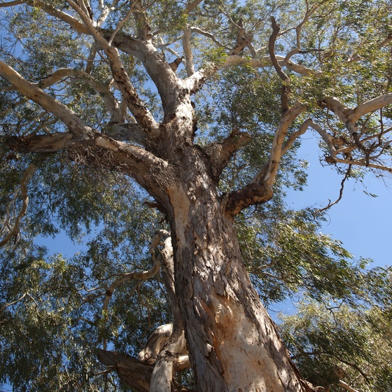 Leafy canopy and trunk of a large river red gum tree viewed from below, with blue sky behind.