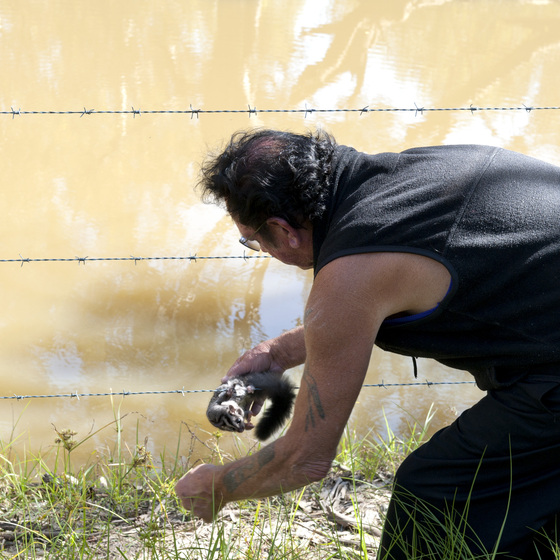Man in a black sleeveless vest bending down away from view, holding in his right hand a squirrel glider possum that is caught on a length of barbwire fence. 