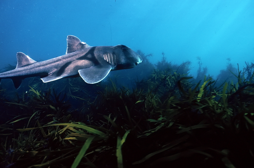 A small shark swims close to the ocean floor, plants and grasses growing from the base.