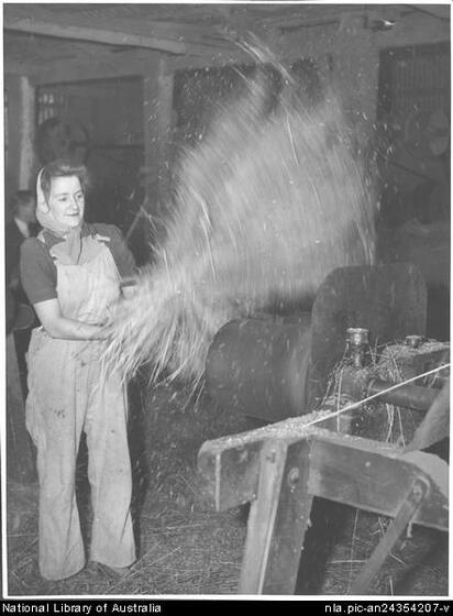 Young woman in overalls with a scarf on her head shakes flax reeds in a farm building with straw on the floor. Farm equipment is seen in the foreground.
