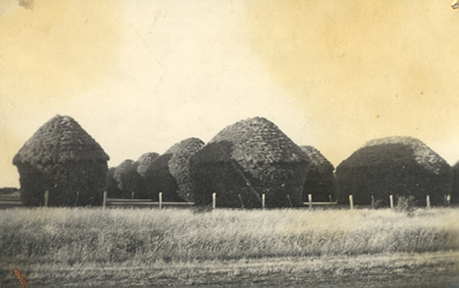 Field of large house-shaped flax heaps behind a wooden slat fence.