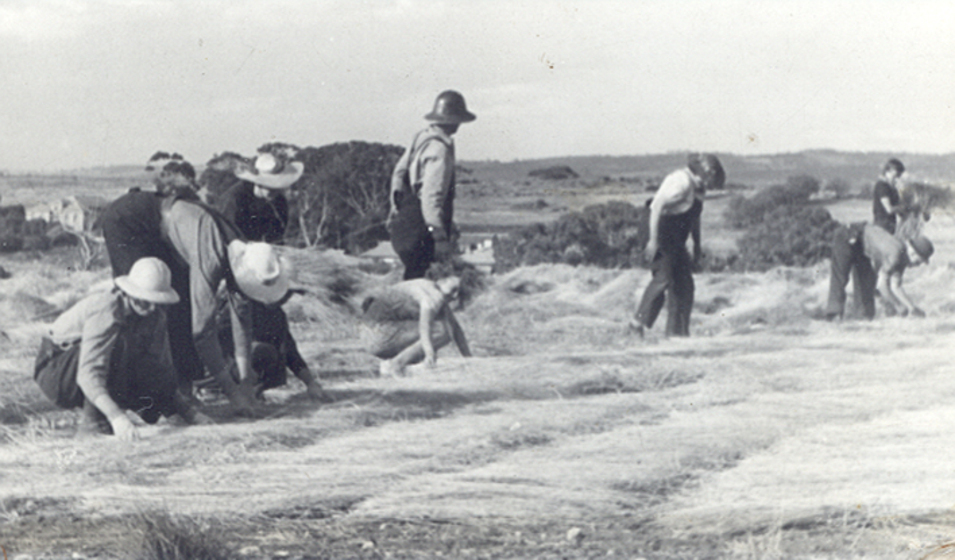 Eight men and women in overalls and hats working in a field of fallen flax.