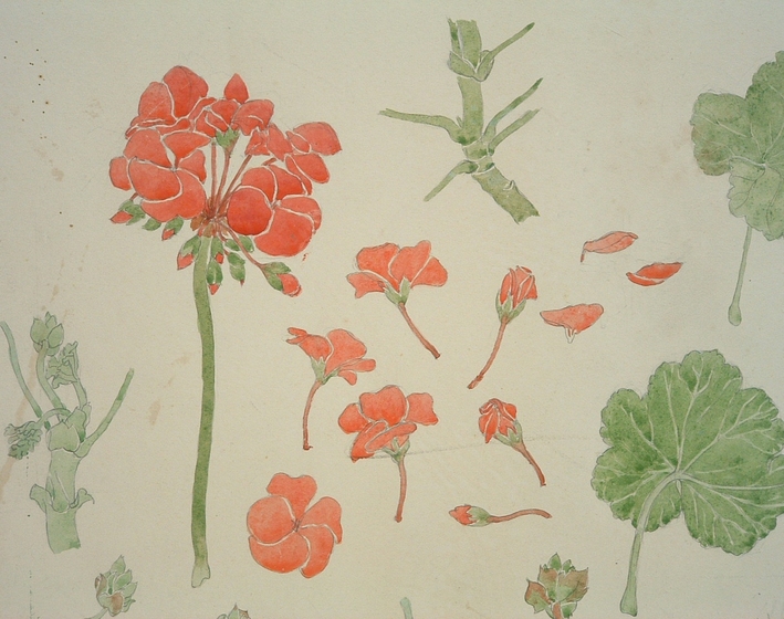 Watercolour painting of red flowers with green stems and leaves. One large flower is drawn to left, with scattered petals and stems drawn to right with larger leaves. 