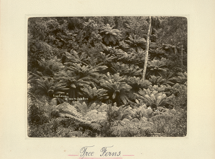 Black and white landscape photograph of ferns growing up a hillside. Text on the surrounding mount board reads 'Tree Ferns'. 