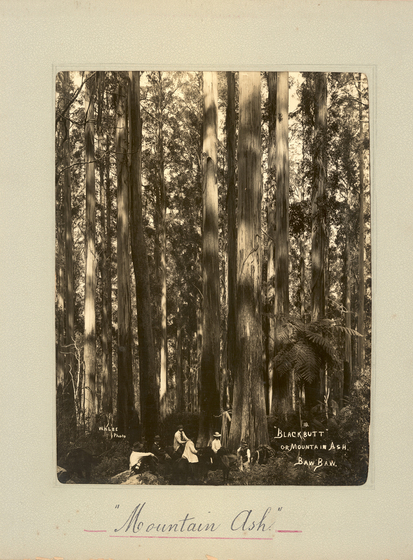 Black and white portrait photograph of tree trunks with people standing and seated below.  Text on the surrounding photo mount reads 'Mountain Ash''