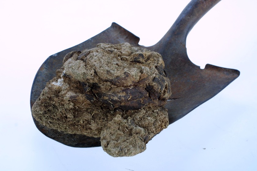 a metal shovel head holding a mound cow dung.