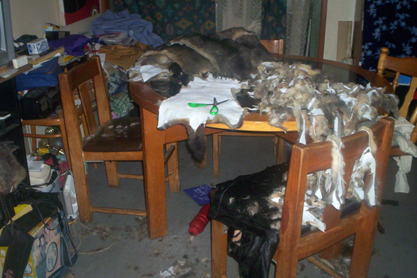 A possum skin cloak shown under construction, on top of a circular timber and glass top table, with four shairs surrounding. There are scissors on the table, and the surrounding loungeroom has household goods linging the walls and floor. 