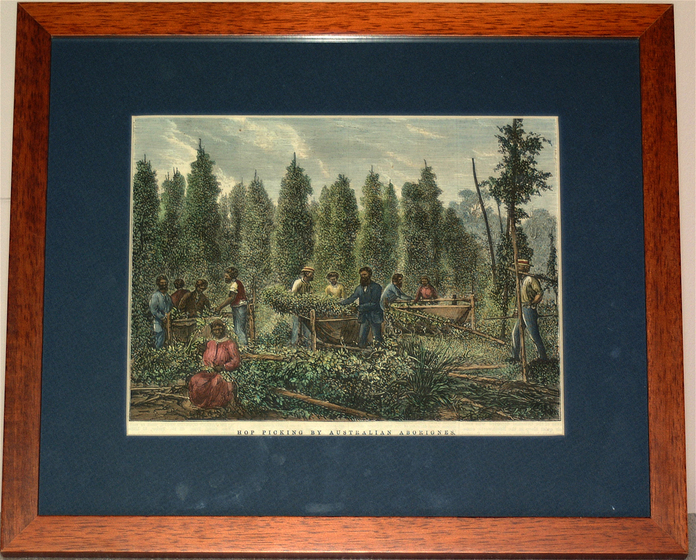 Framed historic colour print from an 1870s newspaper of men and women standing and working in a field with tall shrub like trees behind. Carts can be seen holding plants, and a woman sits on a fence in the foreground, wearing a red dress. Text beneath the print reads 'Hop Picking by Australian Aborigines'