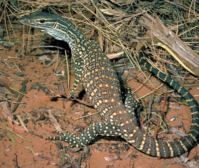 Monitor lizard in dry grassland