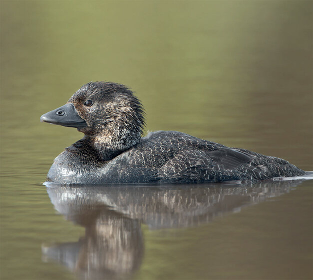 water bird reflected in a lake
