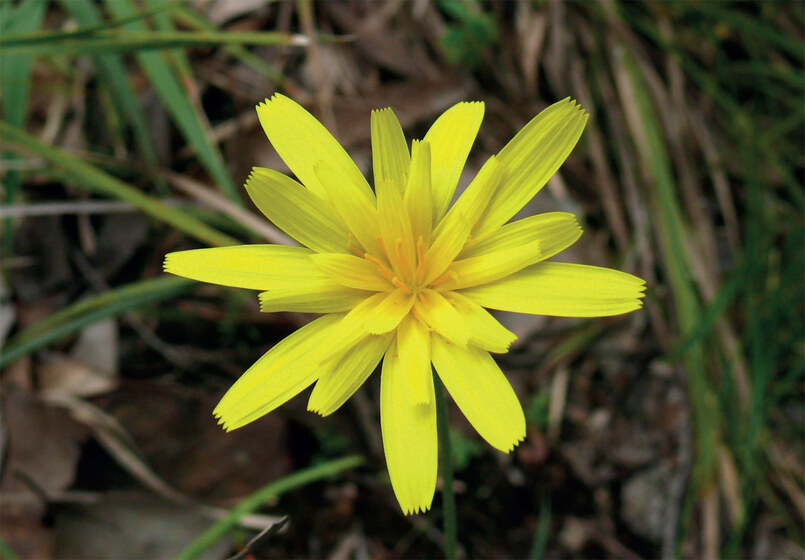 Yellow petal of flower in full bloom