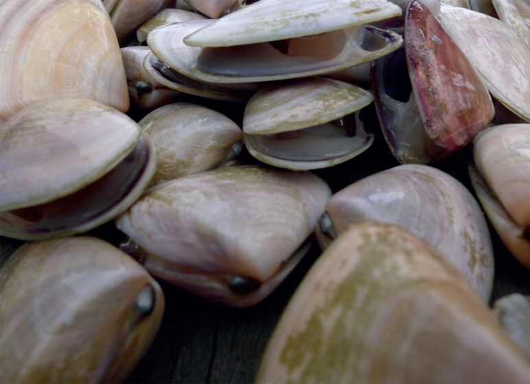 A pile of half open pippies in shell
