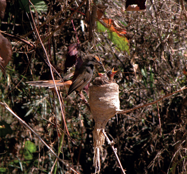 A bird feeds her young waiting in an open nest
