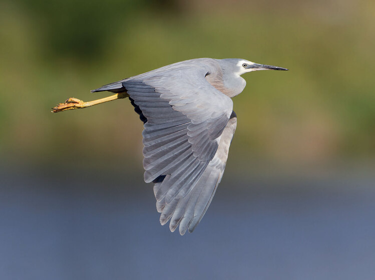 a water bird in flight