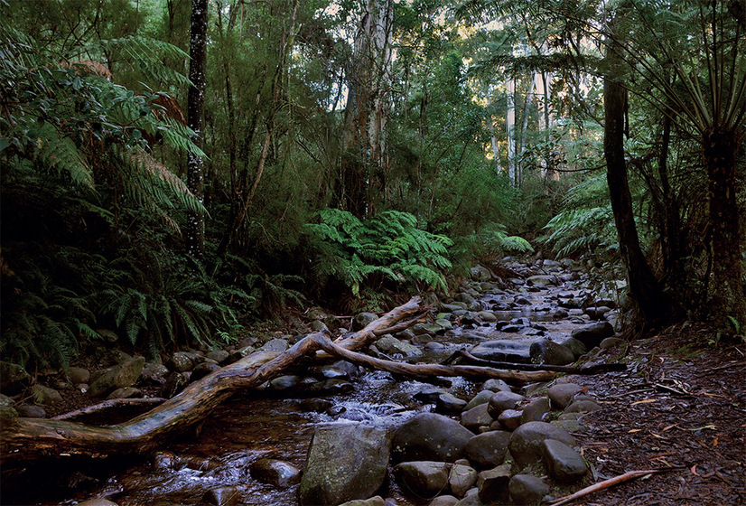 a stoney river bed amoungst a tree-fern gully