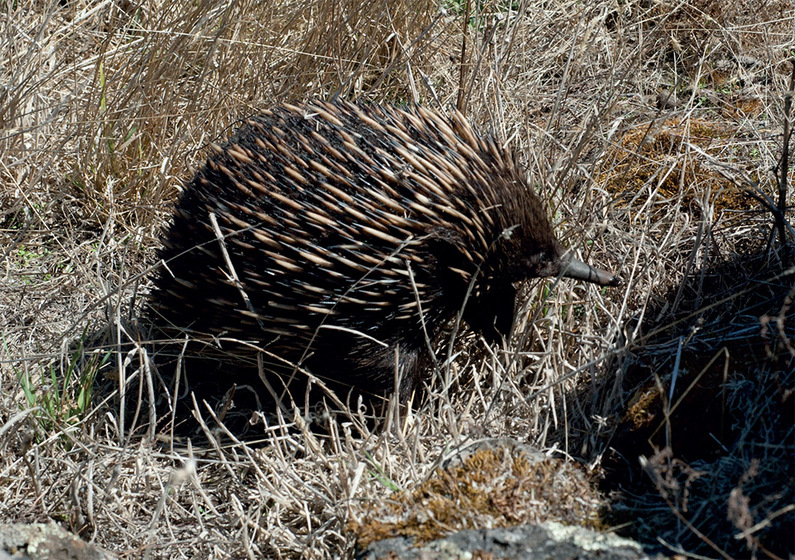 A spiny echidna walks through grasses