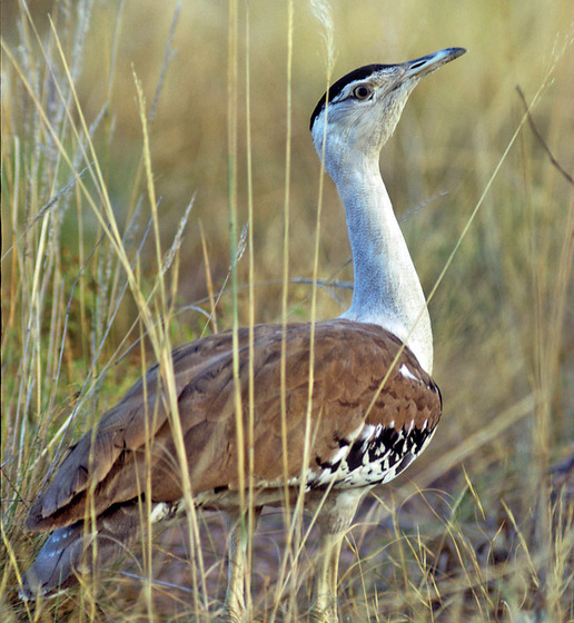a long-neck bird stands amoungst grasses