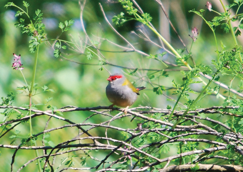 small bird perched on branches
