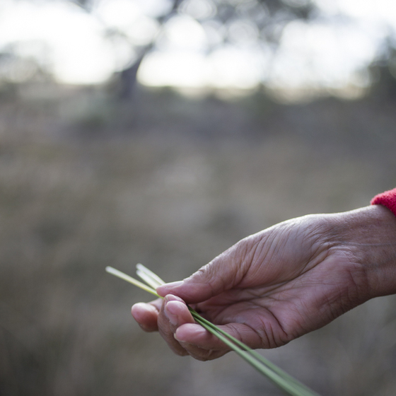 A hand holding two green plant reeds, with an out of focus landscape behind.