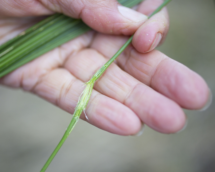Close up of a hand holding multiple green plant reeds.