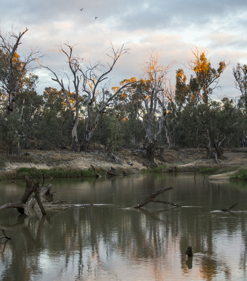 A river with tree trunks with little to no leaves behind on the far bank.